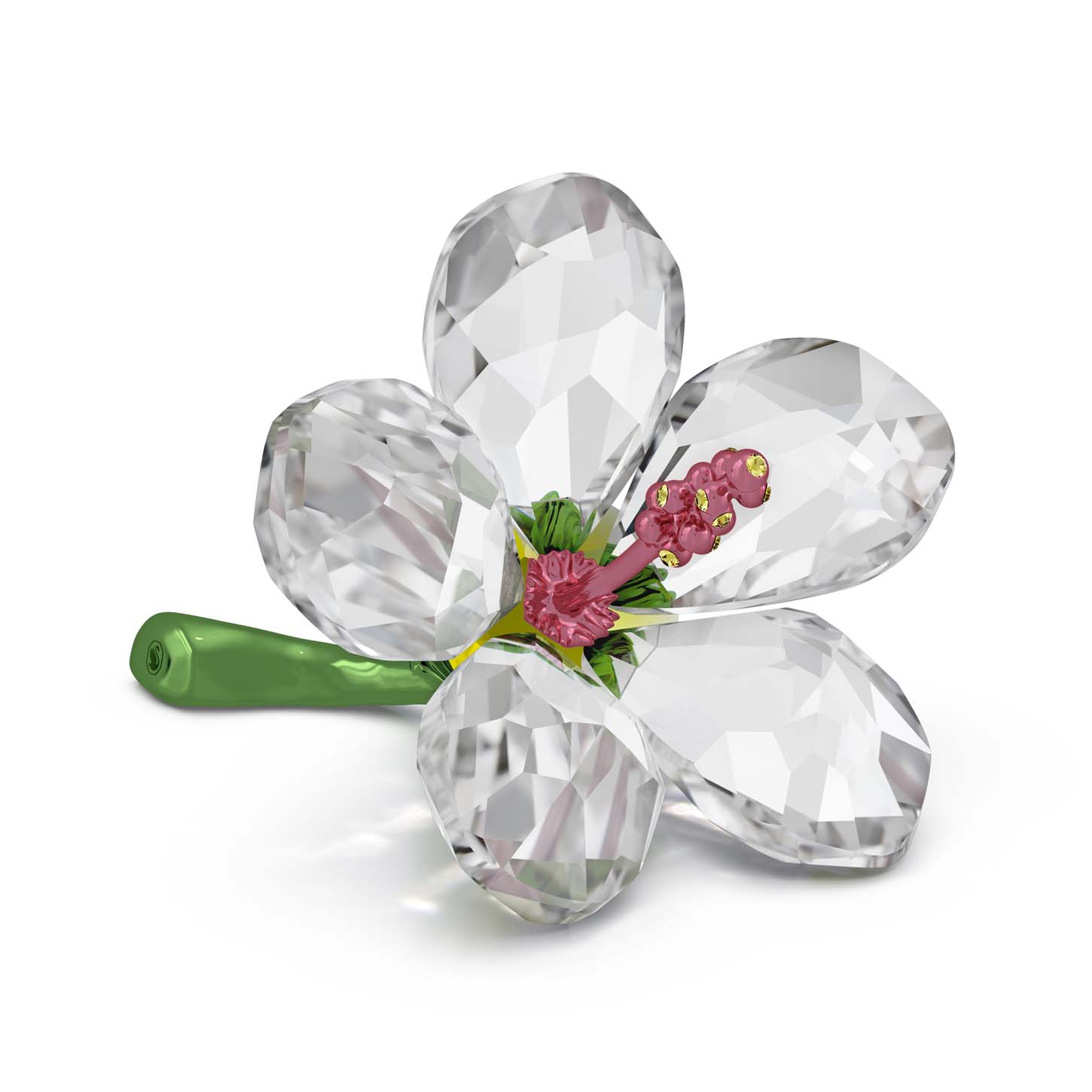 Florere Ibisco, Piccolo